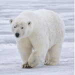 Polar Bear - Schleich 14800